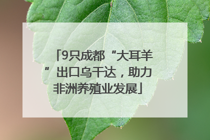 9只成都“大耳羊”出口乌干达，助力非洲养殖业发展